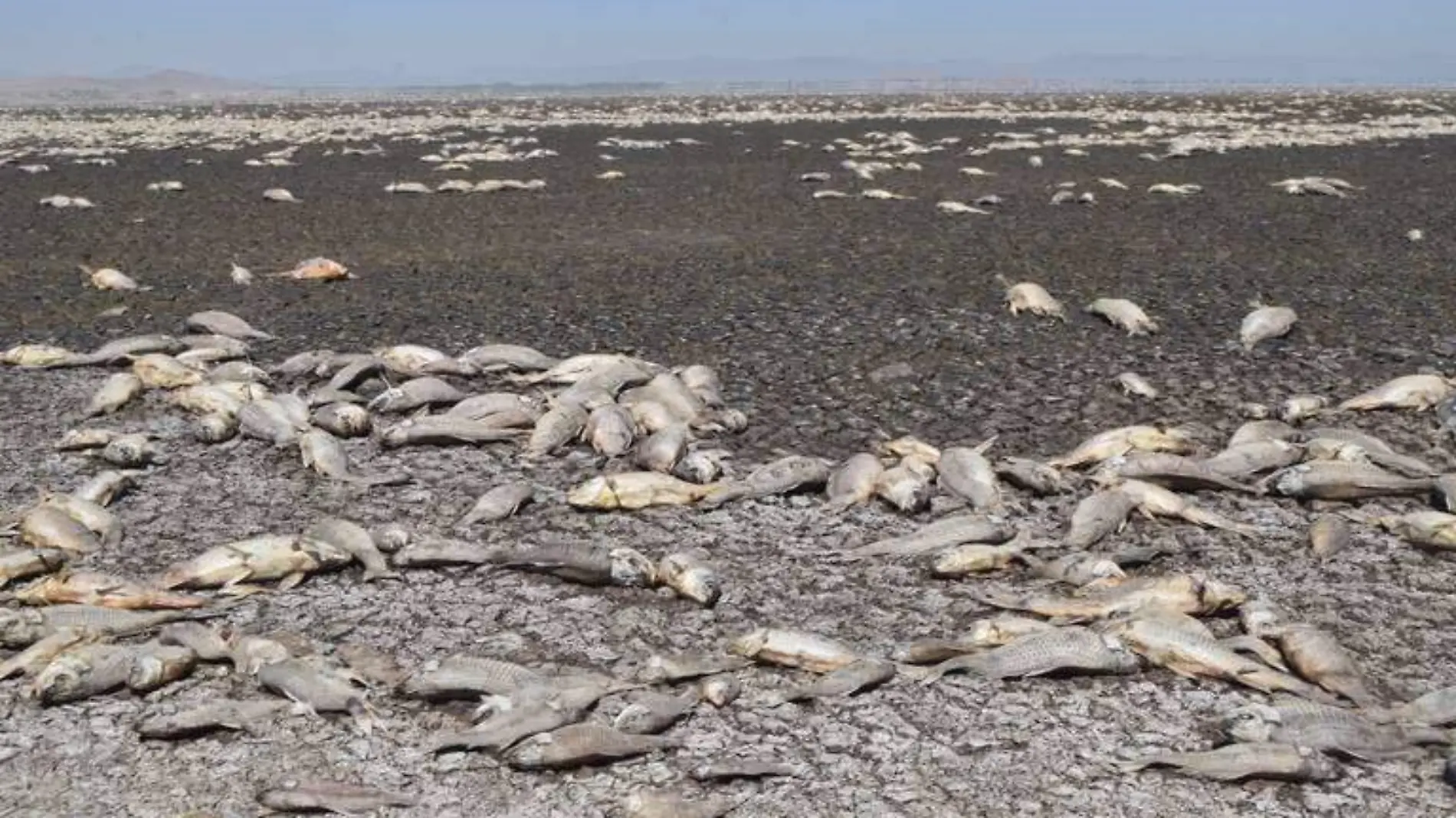 peces muertos Laguna de Bustillos